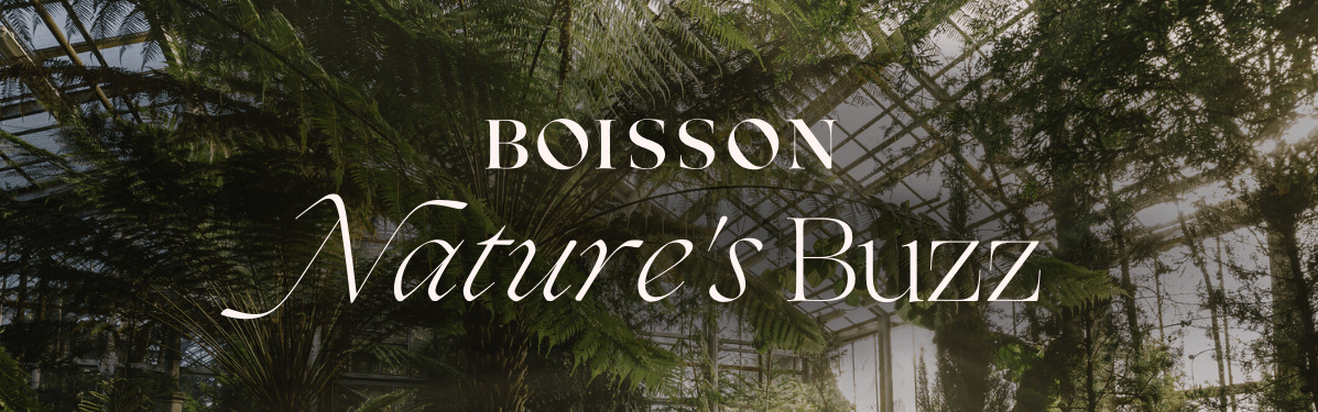 Why We Founded Buzz By Boisson - Buzz by Boisson